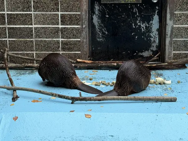 おびひろ動物園のアメリカビーバー