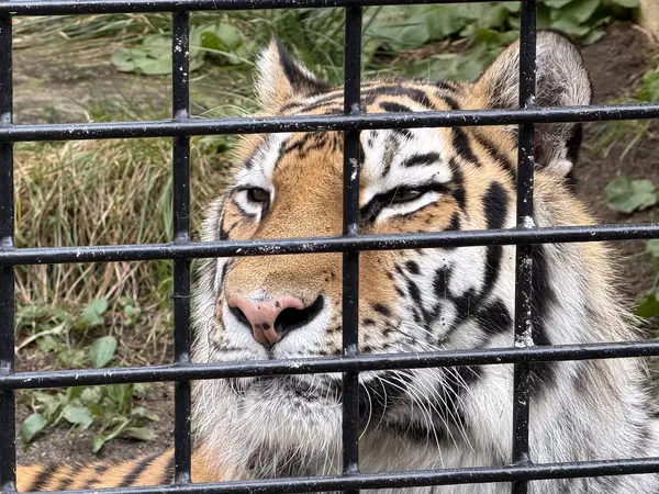 釧路市動物園のアムールトラ